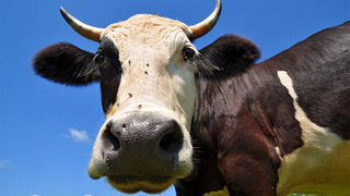 Científicos buscan crear una vaca "segura" sin cuernos